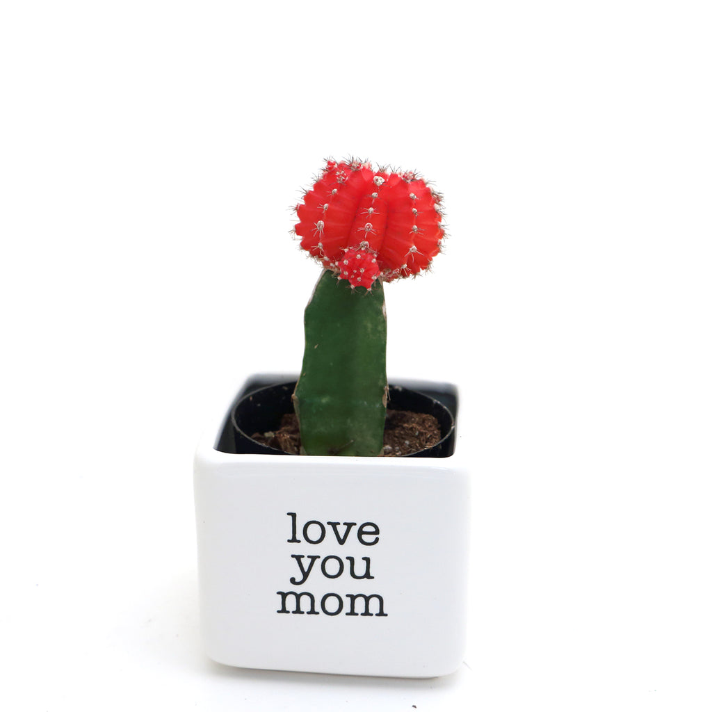 Love you mom, mini planter or succulent pot. Mother's Day gift