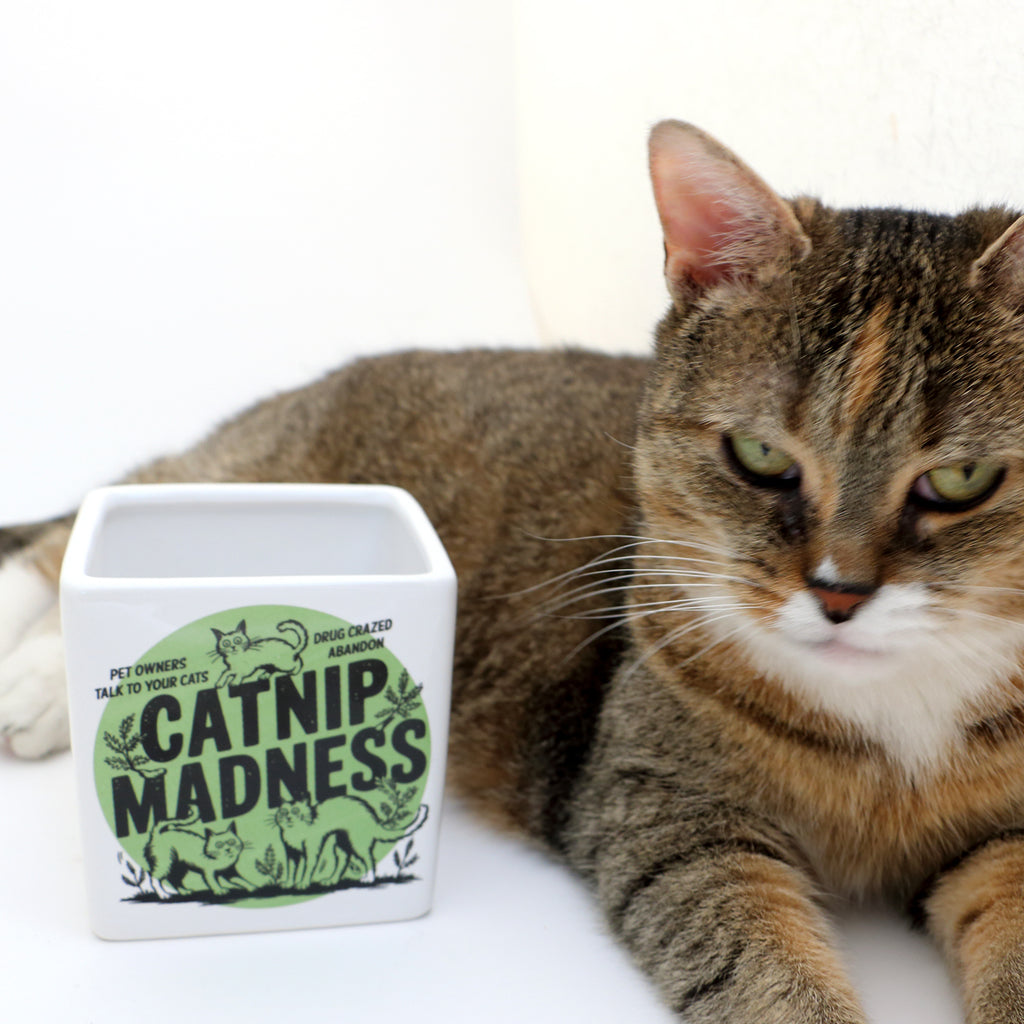 indoor cat planter Catnip Madness Cat planter, small indoor planter, gift for cat lover – LennyMud